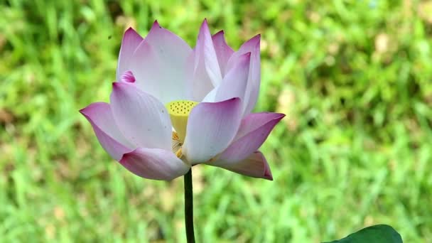 Water lily closeup in a pond. Lotus flower. — Stock Video