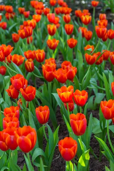 Magische landschap met de zonsopgang boven tulp veld — Stockfoto