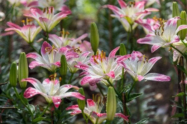 Häufige Namen für Arten dieser Gattung sind Märchenlilie. — Stockfoto