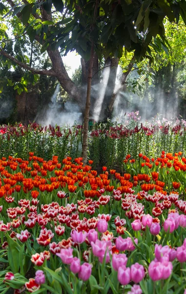 magical landscape with sunrise over tulip field