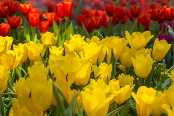 Magische landschap met de zonsopgang boven tulp veld — Stockfoto