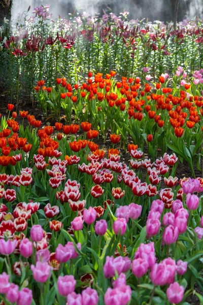 Magische Landschaft mit Sonnenaufgang über dem Tulpenfeld — Stockfoto