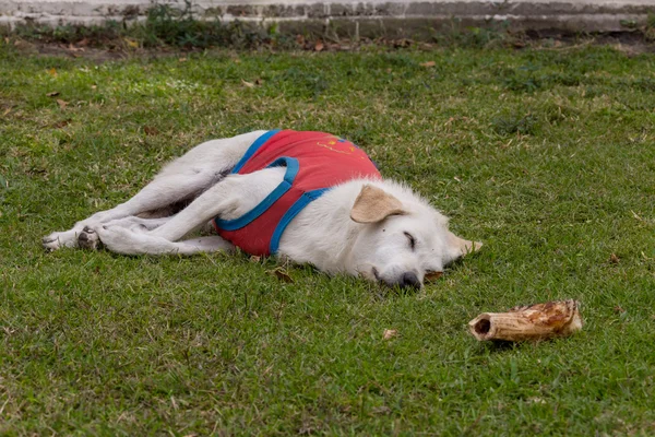 Black labrador lying on meadow and eat bone — Stock Photo, Image