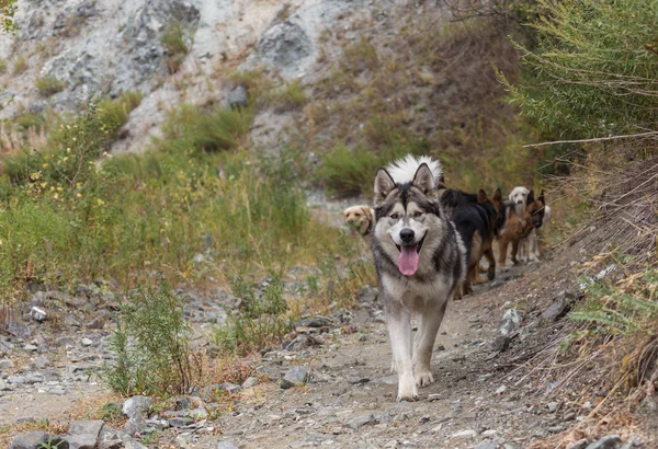 Perro muy hermoso en la naturaleza — Foto de Stock