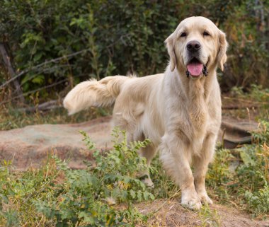 doğa çok güzel köpek