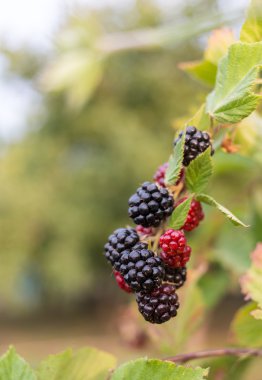 Olgun ahududu ellerinde