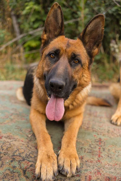 Cão muito bonito na natureza — Fotografia de Stock