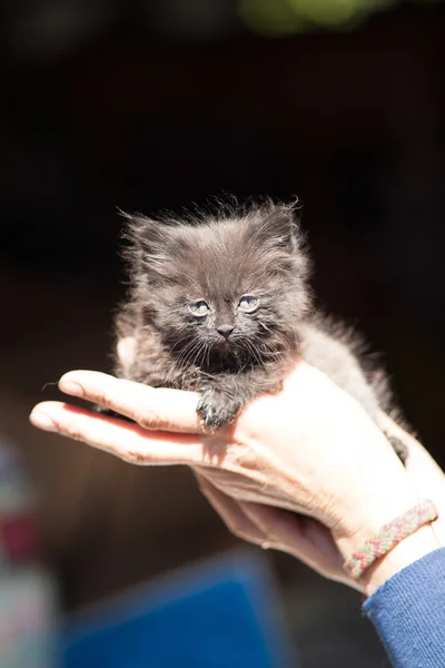 Little kitten in her arms — Stock Photo, Image