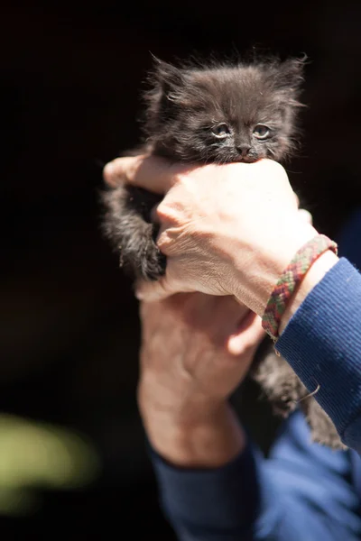 Μικρό γατάκι στην αγκαλιά της — Φωτογραφία Αρχείου