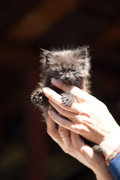 Μικρό γατάκι στην αγκαλιά της — Φωτογραφία Αρχείου