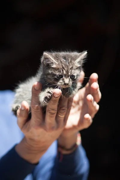 Little kitten in her arms — Stock Photo, Image