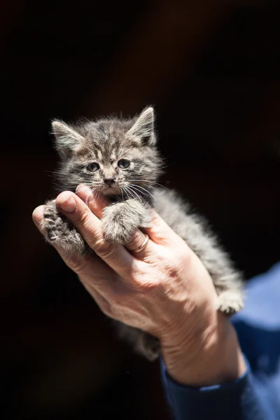 Little kitten in her arms — Stock Photo, Image