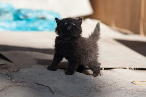 Little kitten in her arms — Stock Photo, Image