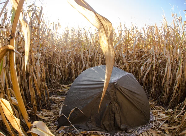 Tent standing in a field of corn — Stock Photo, Image