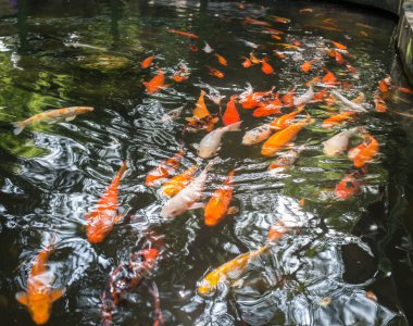 Gökkuşağı balık Çin gölet