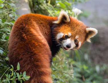 Şaşırtıcı turuncu panda