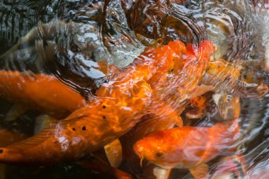 Gökkuşağı balık Çin gölet