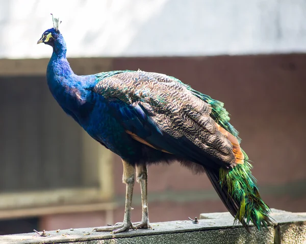 Tavus kuşu - en güzel kuş — Stok fotoğraf