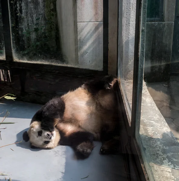 Visiting the park pandas — Stock Photo, Image