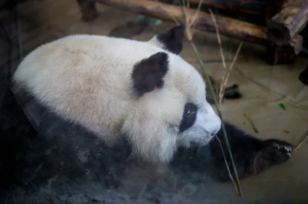 Visiting the park pandas — Stock Photo, Image