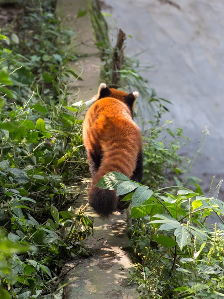 驚くべきオレンジ パンダ — ストック写真
