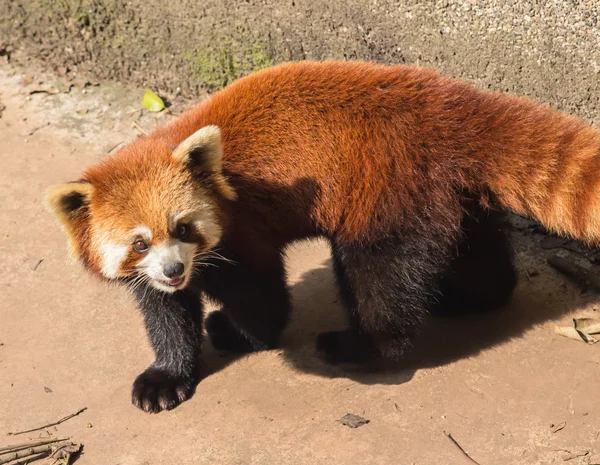 Amazing orange panda — Stock Photo, Image