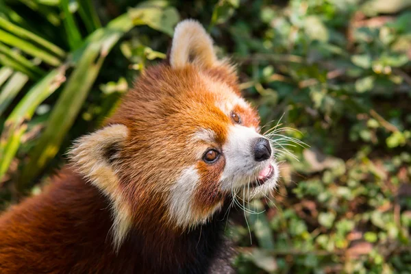 Amazing orange panda — Stock Photo, Image