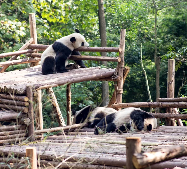 Visiting the park pandas — Stock Photo, Image
