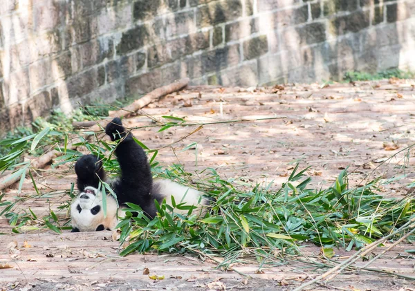 Visitando los pandas del parque —  Fotos de Stock