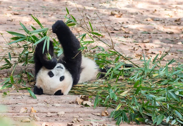 Visite du parc pandas — Photo