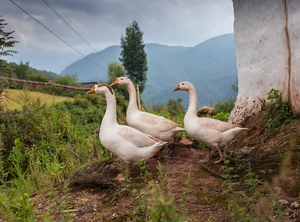 Paisagem rural com campos e casas — Fotografia de Stock