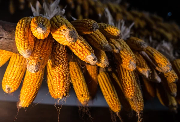 Corn in a cottage — Stock Photo, Image