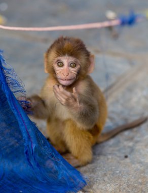 Bir Budist tapınağında küçük maymun