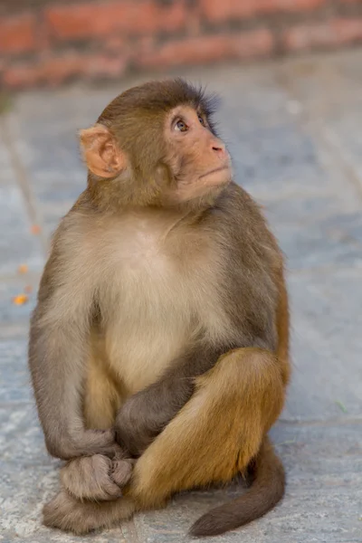 Äffchen in einem buddhistischen Tempel — Stockfoto