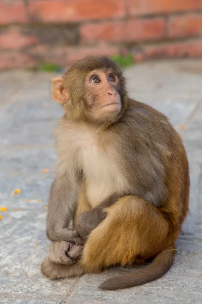 Pequeño mono en un templo budista —  Fotos de Stock