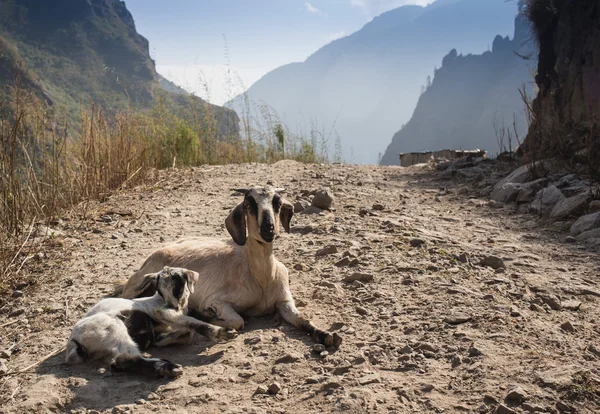 Porträt einer Ziege — Stockfoto