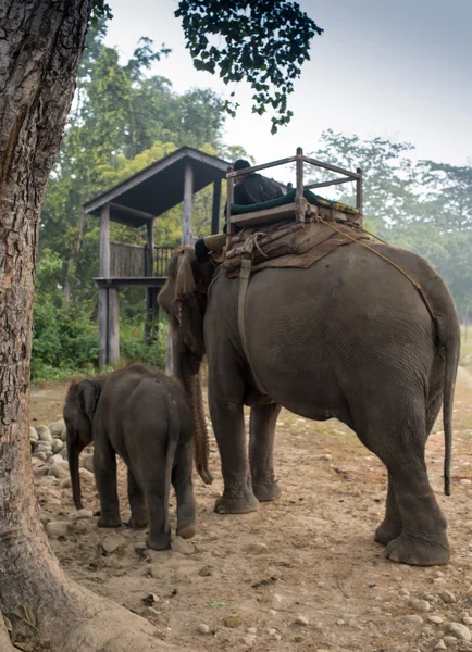 Слоны ходят — стоковое фото
