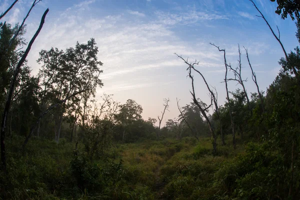 Субтропические леса Непала — стоковое фото