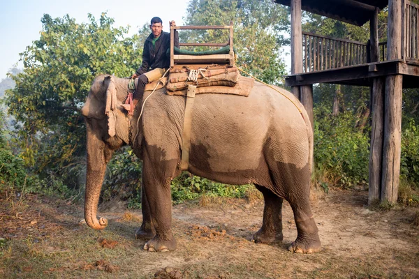 Слоны ходят — стоковое фото