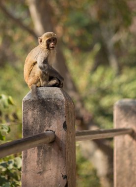 Bir Budist tapınağında küçük maymun