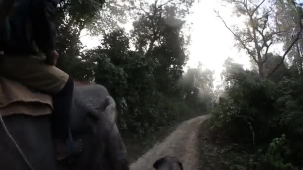 Слоны ходят — стоковое видео