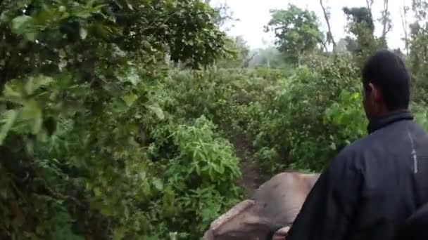 Слоны ходят — стоковое видео