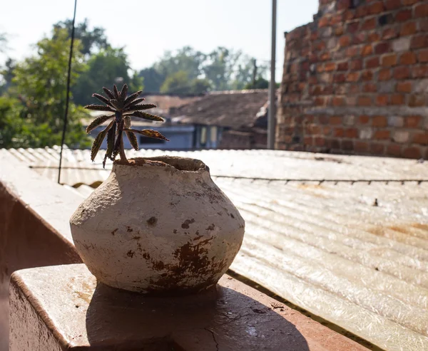 Cesta de mimbre decorativa con plantas secas —  Fotos de Stock