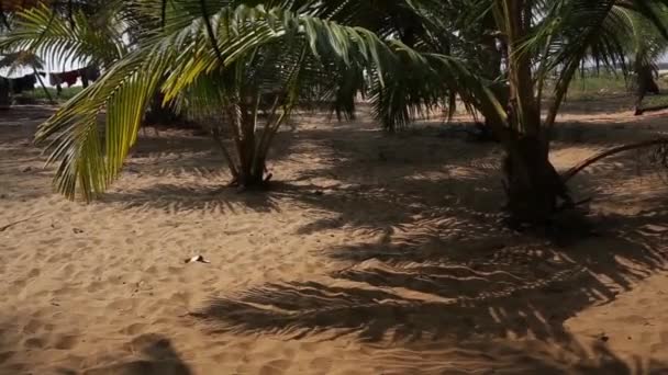 Закат над тропическим пляжем — стоковое видео