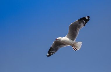 Yaygın siyah başlı martı 