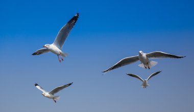 Yaygın siyah başlı martı 