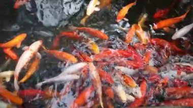 Havuzda parlak gökkuşağı levrek