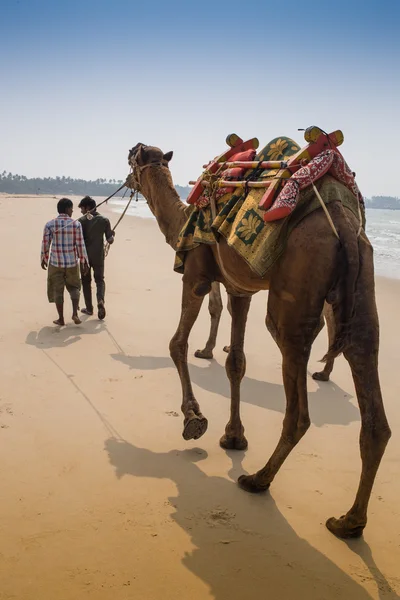 Indyjski cameleer - wielbłąd kierowcy z wielbłądy — Zdjęcie stockowe