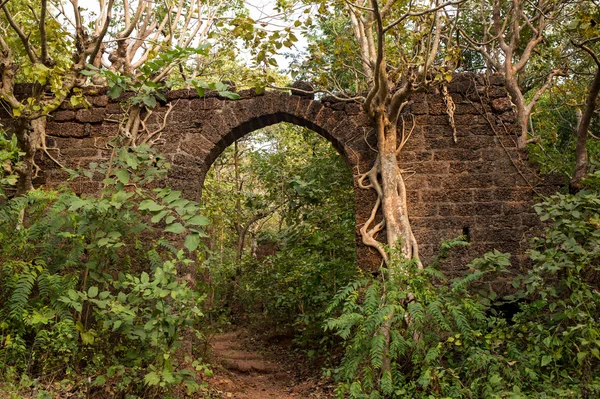 夕暮れ時の巨大なガジュマルの木が付いている寺院. — ストック写真