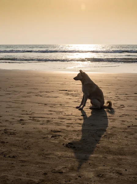 Hond uit over een strand — Stockfoto